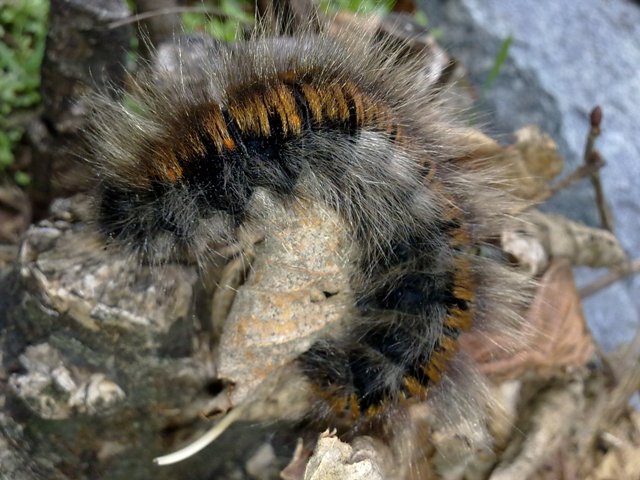 identificazione larva - Macrothylacia rubi